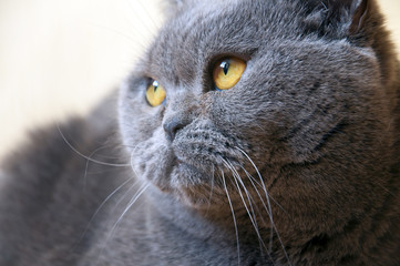 Portrait of British Short hair blue cat with yellow eyes staring sideways.