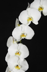 Fototapeta na wymiar white orchid phalaenopsis flower isolated on a black background