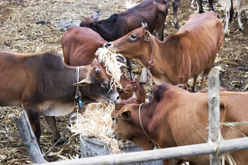 cows graze in the paddock