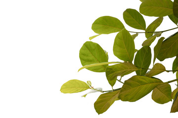 Fresh light green tree leave on white background