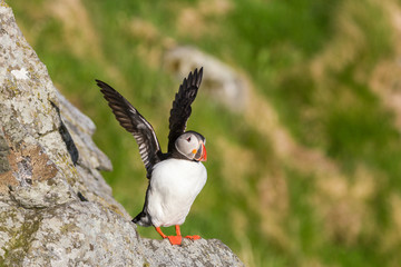 Puffin bird raises its wings