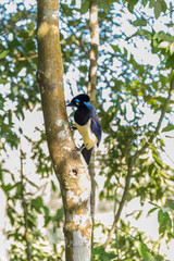 Plush crested Jay in Iguazu Park, Misiones Province Argentina