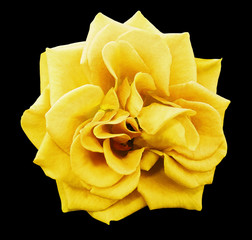 yellow rose flower, black isolated background with clipping path.  Closeup. no shadows. Nature..