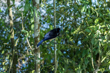 Plush crested Jay in Iguazu Park, Misiones Province Argentina