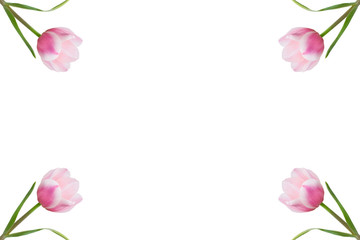 Beautiful pink tulips set as blank frame for text with on white background and copy space