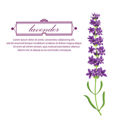 lavender plant flowers icons isolated vector illustration.