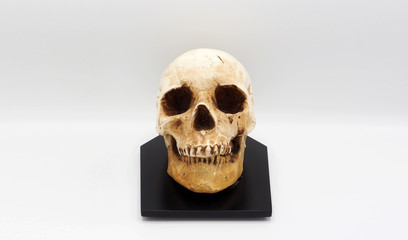 Real human skull head.