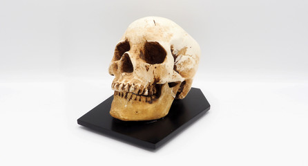 Real human skull head.