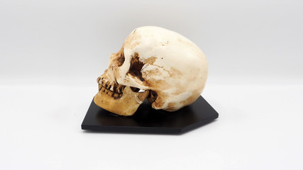 Real human skull head.
