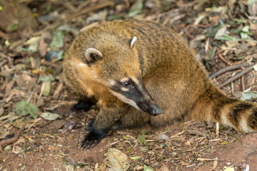 South American Coati near Iguazu in Misiones Province, Argentina
