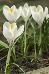 Group of crocus flower  longiflorus Bouquet  purple crocuses