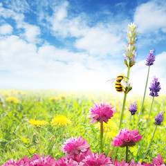 Bee at work in the summer garden