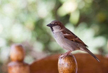 Sperling auf Holzknauf eines Gartenstuhl