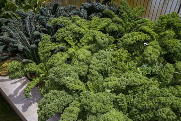 Curly fresh kale growing in the garden