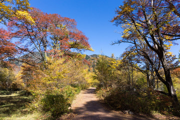 ハイキングコース