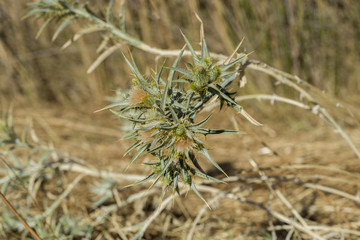 Woolly distaff thistle, Carthamus lanatus, in a stubble field. Photo taken in Ciudad Real Province, Spain