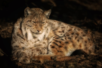 Naklejka na ściany i meble Lynx lying down in the sun