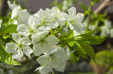 Blossoming cherry trees in spring,Spring Background