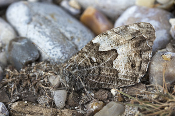 Grayling Butterfly (Hipparchia semele)