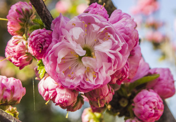 Blossoming cherry trees in spring,Spring Background