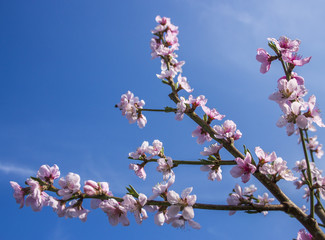 Blossoming cherry trees in spring,Spring Background