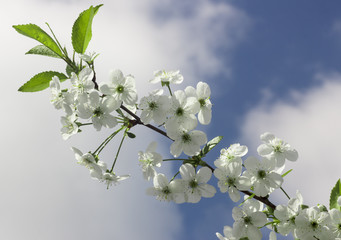 Blossoming cherry trees in spring,Spring Background
