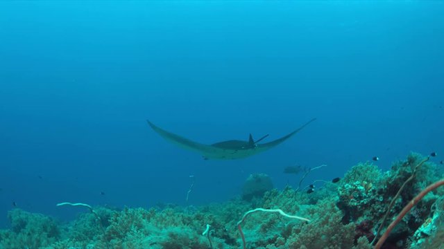 Manta ray swims on a colorful coral reef with a light current. 4k footage