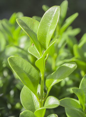 sprig of boxwood on  green background
