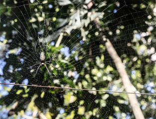 spider  on a web