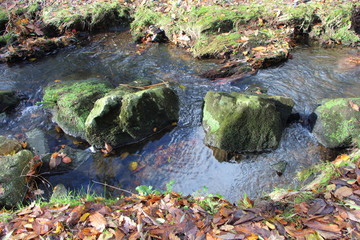 Ruisseau en forêt à la fin de l'automne