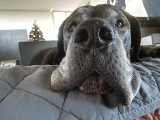 Muso di alano in primo piano