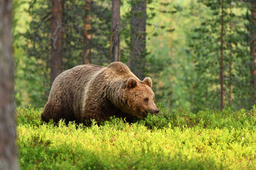 brown bear walking in a forest landscape at summer