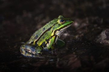 Frog sitting in the water