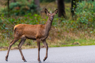Obraz premium Junger Rothirsch im Nationalpark De Hoge Veluwe blickt in die Kamera