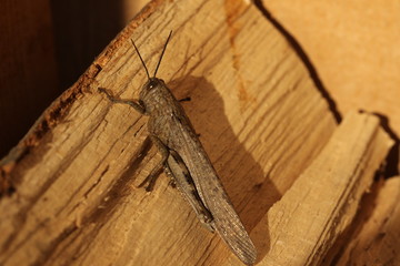 Cavalletta mimetizzata