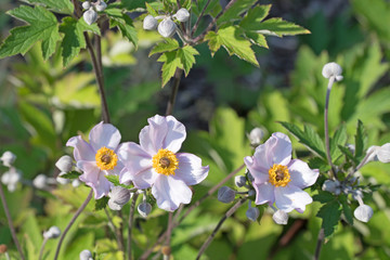 Herbst-Anemone, Anemone hupehensis