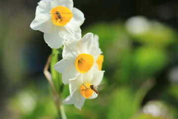 水仙の花と昆虫