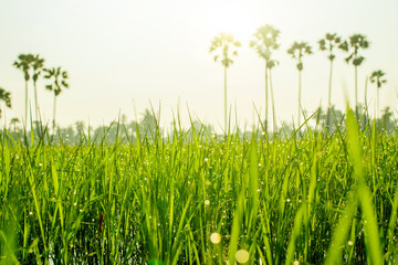 Rice Field in Morning with Natural Golden Sunlight, Droplet on leaf and Sugar Palm Tree as Background, Soft Focus and Depth of field