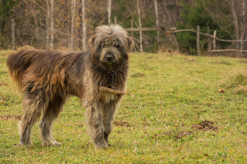 This Adorable Shepherd Dog Needs a Haircut