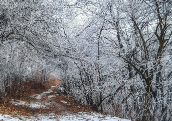 Snow and hoarfrost in forest