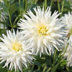Weiße Dahlien, Dahlias