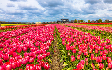 Tulip farms in lisse in noordwijk Netherlands - obrazy, fototapety, plakaty