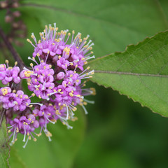 Fiori viola di Callicarpa bodinieri
