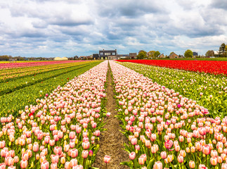 Tulip farms in lisse in noordwijk Netherlands