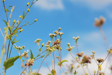 the flowers on sky and background