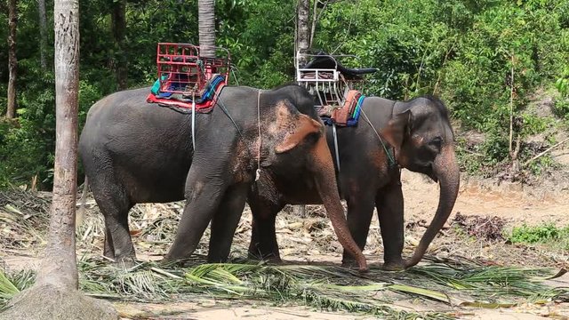 Elephant for tourist ride in elephant camp on the island Koh Phangan Thailand. Elephant eating palm leaves in the jungle