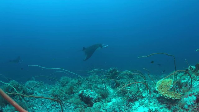 Two Manta rays swimming on a colorful coral reef with a light current. 4k footage
