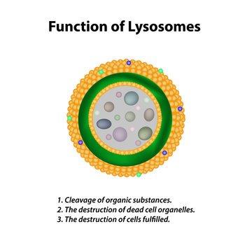 Structure and function of lysosomes. Infographics. Vector illustration on isolated background