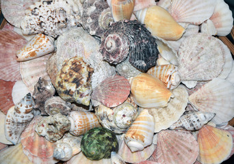 Muscheln und Schnecken
