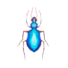 Watercolor blue beetle illustration. Hand drawn insect isolated on white background. Natural print design